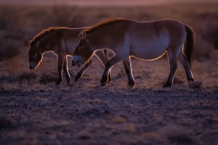 Framed Print : Two Przewalski's horses (Equus ferus przewalskii) walking in grassland in early morning, Khomyn Talyn Takhi Nature reserve, Western Mongolia. Endangered Framed Print : Two Przewalski's horses (Equus ferus przewalskii) walking in grassland in early morning, Khomyn Talyn Takhi Nature reserve, Western Mongolia. Endangered