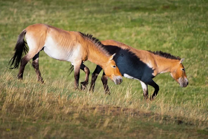 Framed Print : Two Przewalski's horses (Equus ferus przewalskii) walking on the steppe, Hustai National Park, Mongolia. Endangered Framed Print : Two Przewalski's horses (Equus ferus przewalskii) walking on the steppe, Hustai National Park, Mongolia. Endangered