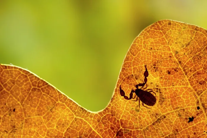 Framed Print : Psudoscorpion (Chernes cimicoides) resting on leaf, Sherwood Forest, Nottinghamshire, UK. November Framed Print : Psudoscorpion (Chernes cimicoides) resting on leaf, Sherwood Forest, Nottinghamshire, UK. November