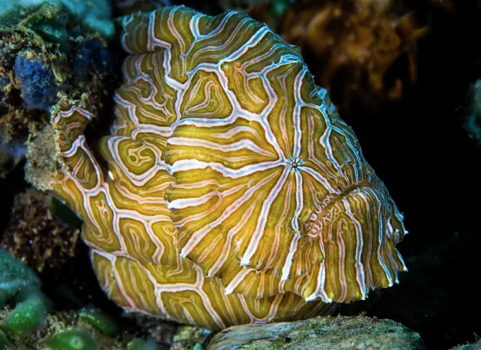 Framed Print : Psychedelic frogfish (Histiophryne psychedelica) portrait, Ambon, Indonesia, Pacific Ocean Framed Print : Psychedelic frogfish (Histiophryne psychedelica) portrait, Ambon, Indonesia, Pacific Ocean