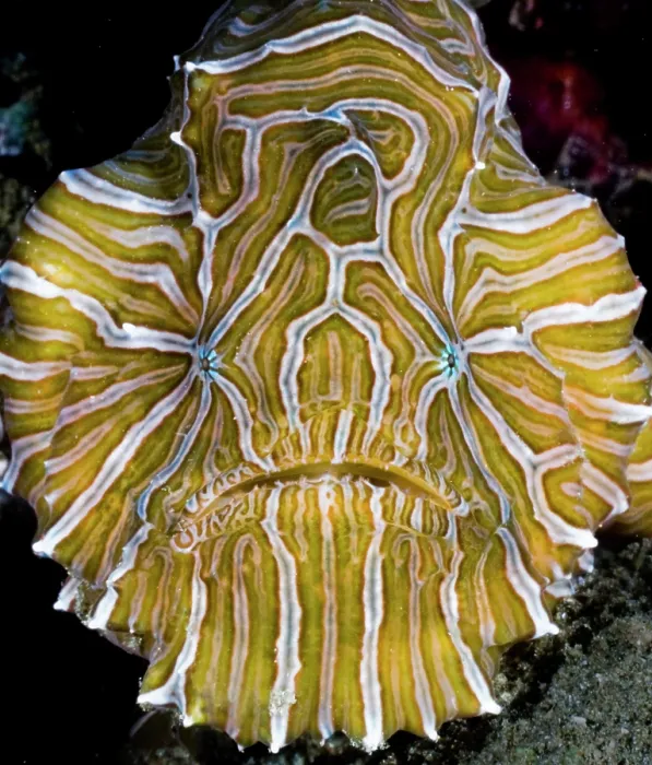 Framed Print : Psychedelic frogfish (Histiophryne psychedelica) portrait, Ambon, Indonesia, Pacific Ocean Framed Print : Psychedelic frogfish (Histiophryne psychedelica) portrait, Ambon, Indonesia, Pacific Ocean