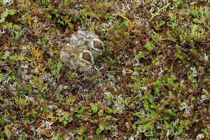 Framed Print : Two Ptarmigan (Lagopus muta) chicks resting on the ground, Varanger, Norway. July
