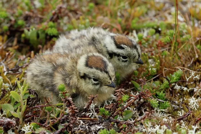 Framed Print : Two Ptarmigan (Lagopus muta) chicks resting on the ground, Varanger, Norway. July Framed Print : Two Ptarmigan (Lagopus muta) chicks resting on the ground, Varanger, Norway. July