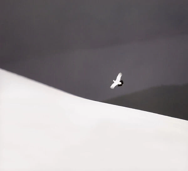 Ptarmigan (Lagopus mutus) male in flight over snow covered Cairngorm Mountains, Scotland