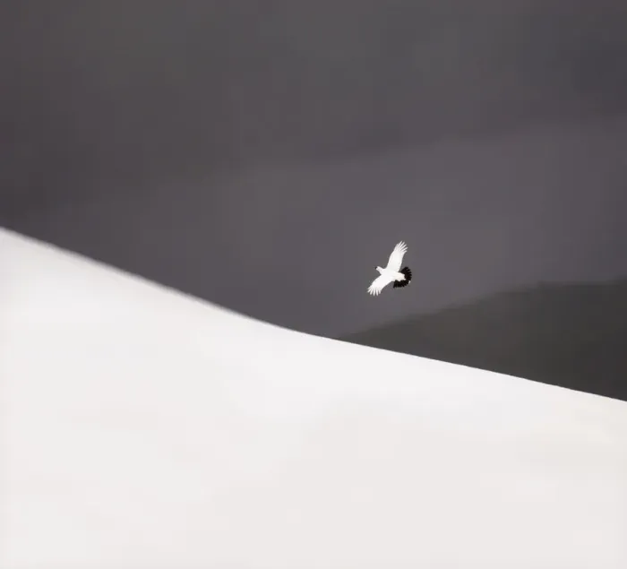 Framed Print : Ptarmigan (Lagopus mutus) male in flight over snow covered Cairngorm Mountains, Scotland Framed Print : Ptarmigan (Lagopus mutus) male in flight over snow covered Cairngorm Mountains, Scotland