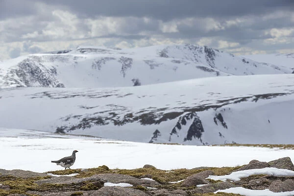 Ptarmigan (Lagopus mutus) male in snowy mountains, Cairngorms National Park, Scotland