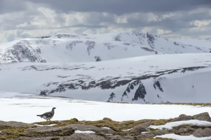 Framed Print : Ptarmigan (Lagopus mutus) male in snowy mountains, Cairngorms National Park, Scotland Framed Print : Ptarmigan (Lagopus mutus) male in snowy mountains, Cairngorms National Park, Scotland
