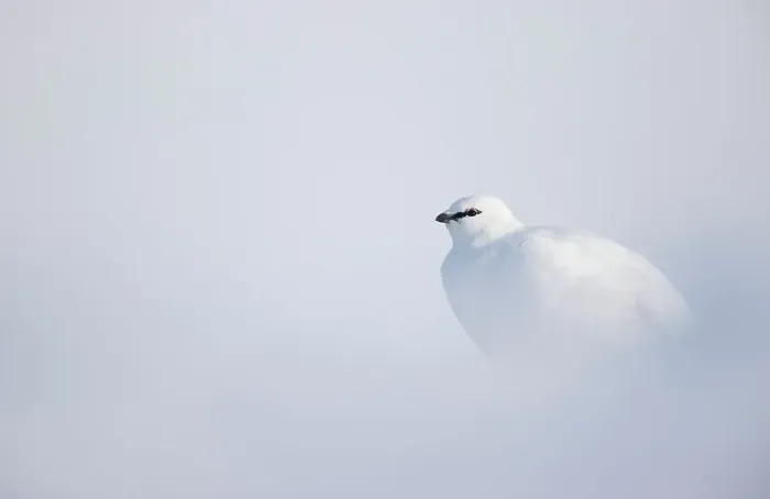 Framed Print : Ptarmigan (Lagopus mutus) in winter plumage, resting in snow, Svalbard, Norway. April Framed Print : Ptarmigan (Lagopus mutus) in winter plumage, resting in snow, Svalbard, Norway. April