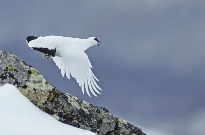 Framed Print : Ptarmigan (Lagopus mutus) in winter plumage in flight, Utsjoki, Finland, April Framed Print : Ptarmigan (Lagopus mutus) in winter plumage in flight, Utsjoki, Finland, April