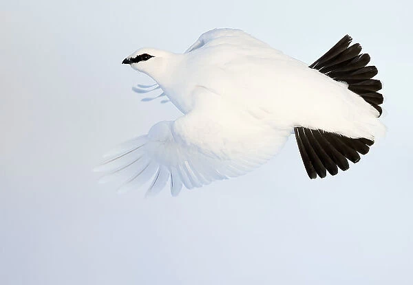 Ptarmigan (Lagopus mutus) winter plumage, in flight, Utsjoki, Finland. February