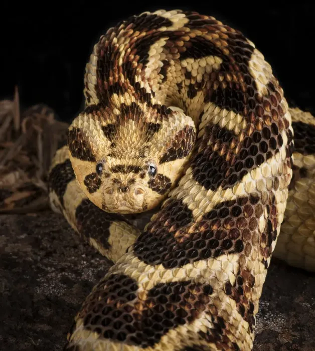 Framed Print : Puff Adder (Bitis arietans) captive occurs in Tanzania Framed Print : Puff Adder (Bitis arietans) captive occurs in Tanzania