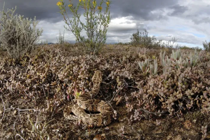 Framed Print : Puff adder (Bitis arietans) juvenile amongst succulent plants in karoo habitat, Little Karoo Framed Print : Puff adder (Bitis arietans) juvenile amongst succulent plants in karoo habitat, Little Karoo