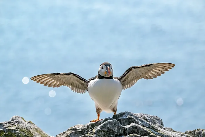 Framed Print : Puffin (Fratercula arctica) balancing on rock with wings outstretched after landing, Lunga, Isle of Mull, Scotland, UK. June Framed Print : Puffin (Fratercula arctica) balancing on rock with wings outstretched after landing, Lunga, Isle of Mull, Scotland, UK. June