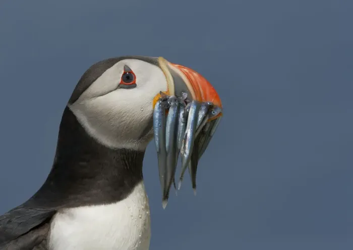 Framed Print : Puffin (Fratercula arctica) with beak full of sandeels, Farne Islands, Northumberland Framed Print : Puffin (Fratercula arctica) with beak full of sandeels, Farne Islands, Northumberland