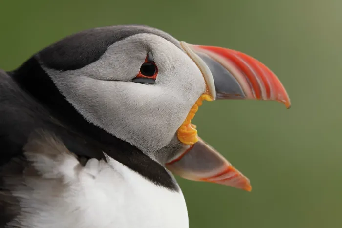 Framed Print : Puffin (Fratercula arctica) calling, head portrait, Varanger, Norway. July Framed Print : Puffin (Fratercula arctica) calling, head portrait, Varanger, Norway. July