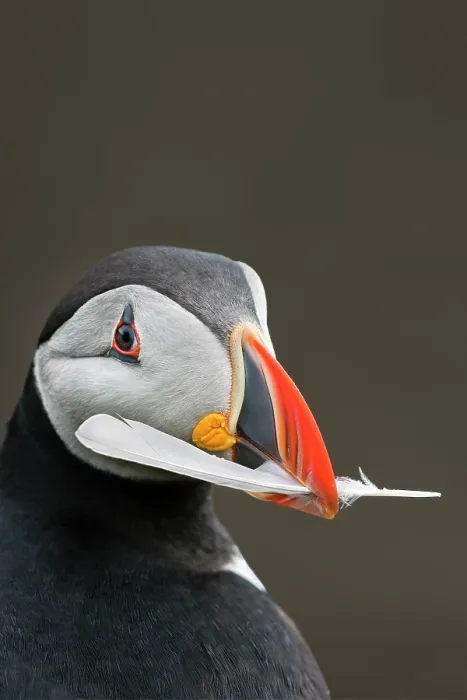 Framed Print : Puffin (Fratercula arctica) carrying a feather in its beak to use as nesting material, Noss, Shetland Islands, Scotland, UK. June Framed Print : Puffin (Fratercula arctica) carrying a feather in its beak to use as nesting material, Noss, Shetland Islands, Scotland, UK. June