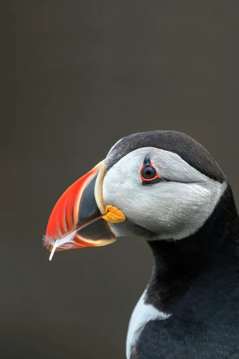 Framed Print : Puffin (Fratercula arctica) carrying a feather in its beak to use as nesting material, Noss, Shetland Islands, Scotland, UK. June Framed Print : Puffin (Fratercula arctica) carrying a feather in its beak to use as nesting material, Noss, Shetland Islands, Scotland, UK. June