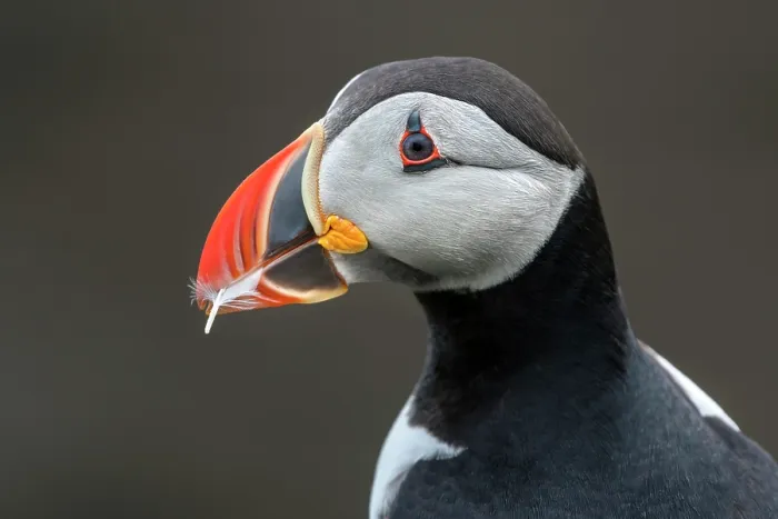 Framed Print : Puffin (Fratercula arctica) carrying a feather in its beak to use as nesting material, Noss, Shetland Islands, Scotland, UK. June Framed Print : Puffin (Fratercula arctica) carrying a feather in its beak to use as nesting material, Noss, Shetland Islands, Scotland, UK. June