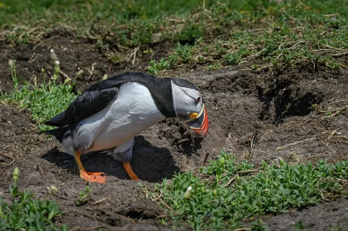 Framed Print : Puffin (Fratercula arctica) entering nesting chamber, Great Saltee Island, County Wexford, Republic of Ireland, June