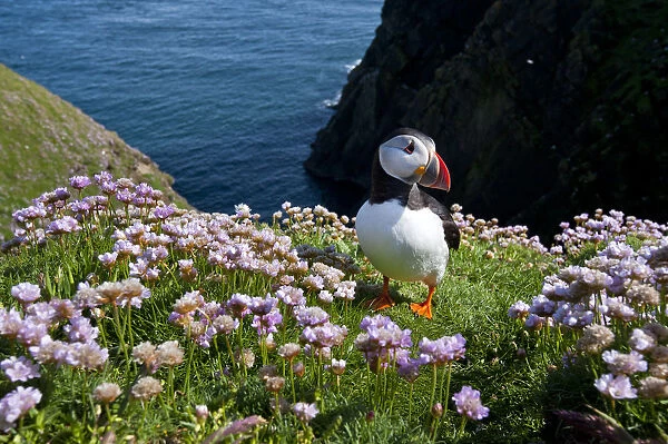 Puffin (Fratercula arctica) by entrance to its burrow amongst flowering Sea thrift