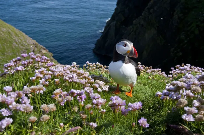 Framed Print : Puffin (Fratercula arctica) by entrance to its burrow amongst flowering Sea thrift
