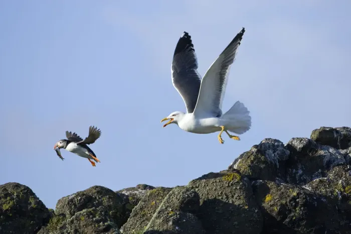 Framed Print : Puffin (Fratercula arctica) with fish chased by Lesser black-backed gull (Larus fuscus) Isle of May Framed Print : Puffin (Fratercula arctica) with fish chased by Lesser black-backed gull (Larus fuscus) Isle of May