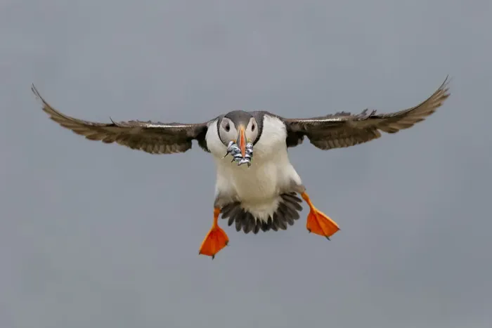 Framed Print : Puffin (Fratercula arctica) in flight, with beak full of sand eels. Fair Island, Shetland Islands Framed Print : Puffin (Fratercula arctica) in flight, with beak full of sand eels. Fair Island, Shetland Islands