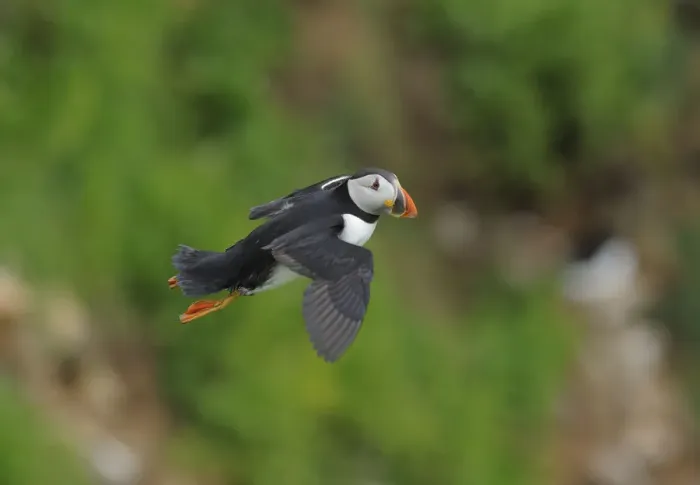 Framed Print : Puffin (Fratercula arctica) in flight, Saltee Islands, County Wexford, Republic of Ireland Framed Print : Puffin (Fratercula arctica) in flight, Saltee Islands, County Wexford, Republic of Ireland