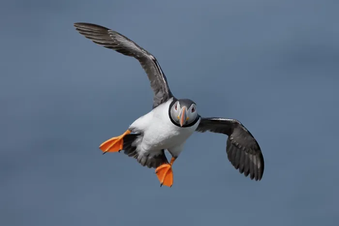 Framed Print : Puffin (Fratercula arctica) in flight, Varanger, Norway. July Framed Print : Puffin (Fratercula arctica) in flight, Varanger, Norway. July