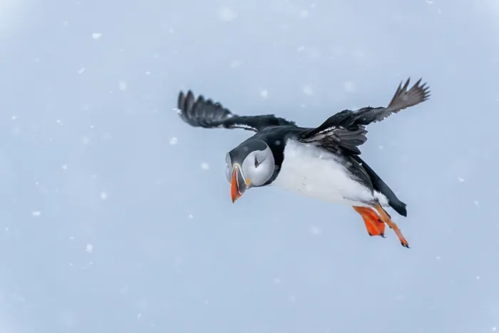 Framed Print : Puffin (Fratercula arctica) in flight in snow, Hornoya island, Varanger, Norway. March Framed Print : Puffin (Fratercula arctica) in flight in snow, Hornoya island, Varanger, Norway. March