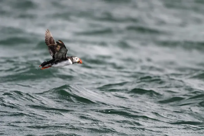 Framed Print : Puffin (Fratercula arctica) flying low over sea, Noss, Shetland Islands, Scotland, UK. June Framed Print : Puffin (Fratercula arctica) flying low over sea, Noss, Shetland Islands, Scotland, UK. June