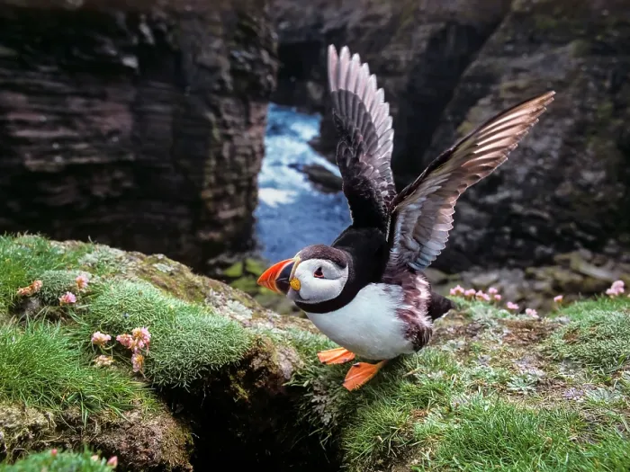 Framed Print : Puffin (Fratercula arctica) landing at the entrance to burrow, Noss, Shetland Islands, Scotland, UK Framed Print : Puffin (Fratercula arctica) landing at the entrance to burrow, Noss, Shetland Islands, Scotland, UK