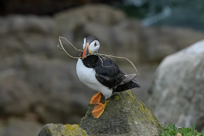 Framed Print : Puffin (Fratercula arctica) landing on a rock, Great Saltee Island, County Wexford, Republic of Ireland. June Framed Print : Puffin (Fratercula arctica) landing on a rock, Great Saltee Island, County Wexford, Republic of Ireland. June