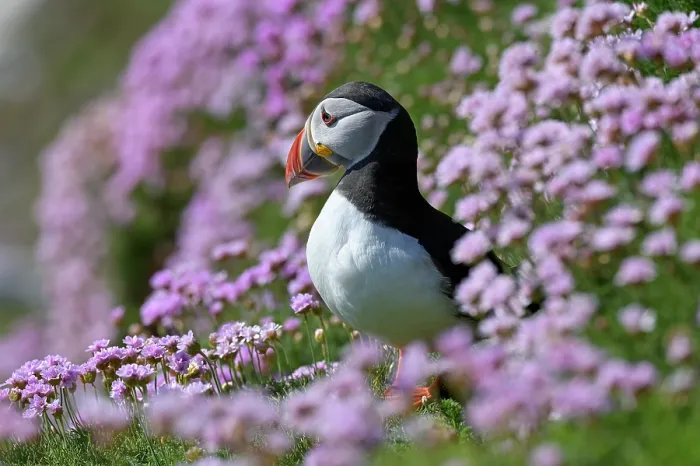 Framed Print : Puffin (Fratercula arctica) perched on cliff among Sea thrift (Armeria maritima), Great Saltee Island, County Wexford, Republic of Ireland. June Framed Print : Puffin (Fratercula arctica) perched on cliff among Sea thrift (Armeria maritima), Great Saltee Island, County Wexford, Republic of Ireland. June