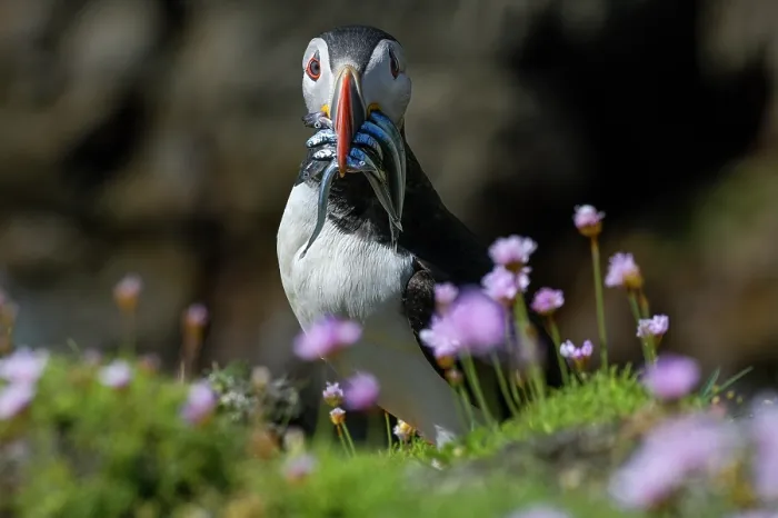 Framed Print : Puffin (Fratercula arctica) perched on cliff top among Sea thrift (Armeria maritima) with Sandeels prey in beak, Great Saltee Island, County Wexford, Republic of Ireland. June Framed Print : Puffin (Fratercula arctica) perched on cliff top among Sea thrift (Armeria maritima) with Sandeels prey in beak, Great Saltee Island, County Wexford, Republic of Ireland. June