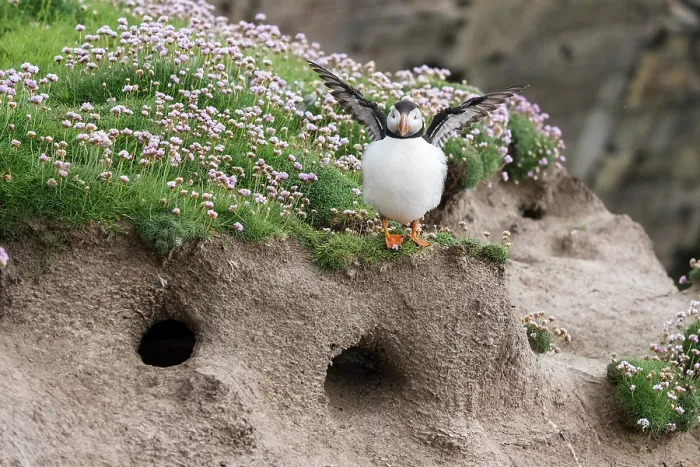 Framed Print : Puffin (Fratercula arctica) perched on ledge above burrows flapping its wings, Noss, Shetland Islands, Scotland, UK. June Framed Print : Puffin (Fratercula arctica) perched on ledge above burrows flapping its wings, Noss, Shetland Islands, Scotland, UK. June