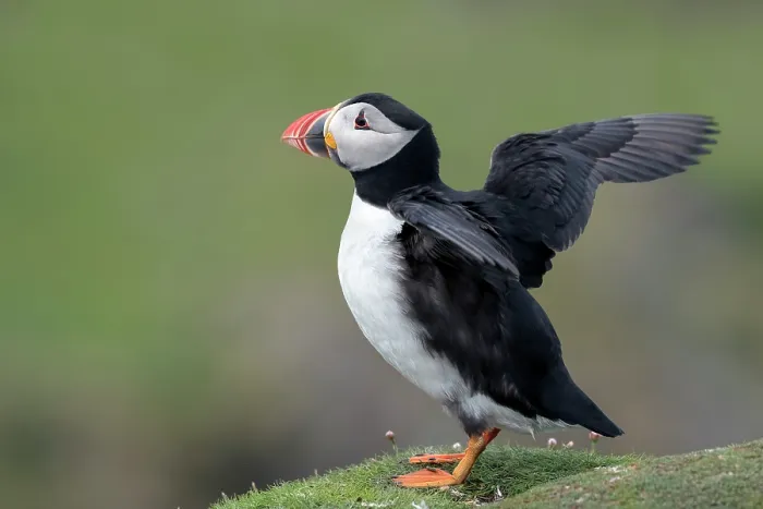 Framed Print : Puffin (Fratercula arctica) perched on a rock flapping its wings, Noss, Shetland Islands, Scotland, UK. June