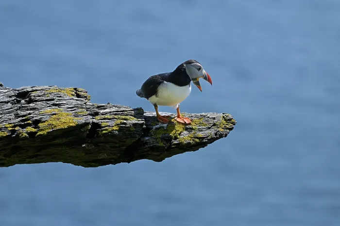 Framed Print : Puffin (Fratercula arctica) perched on rock above the sea, calling, Skellig Michael island, County Kerry, Republic of Ireland. June