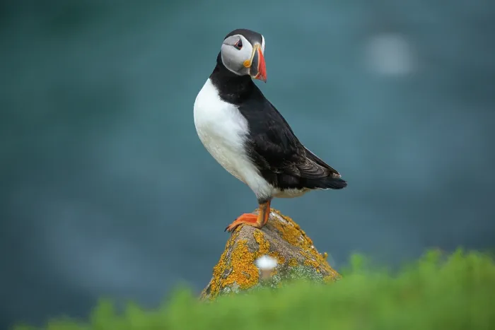 Framed Print : Puffin (Fratercula arctica) perched on a stone on cliff top along Great Saltee Island coast, County Wexford, Republic of Ireland. June Framed Print : Puffin (Fratercula arctica) perched on a stone on cliff top along Great Saltee Island coast, County Wexford, Republic of Ireland. June