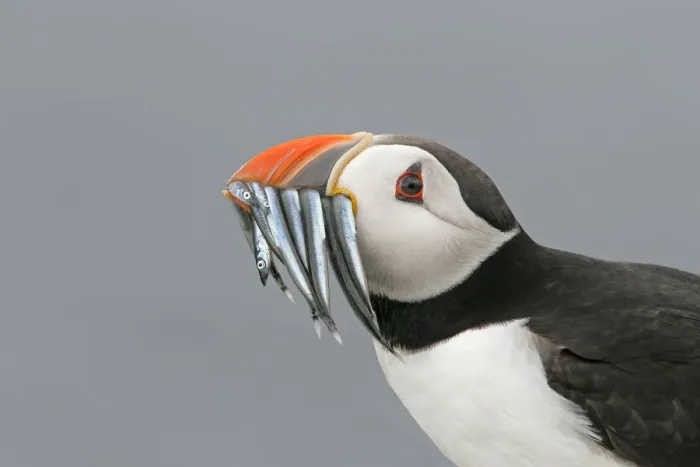 Framed Print : Puffin (Fratercula arctica) portrait with beak full of sand eels, Farne Islands, Northumberland Framed Print : Puffin (Fratercula arctica) portrait with beak full of sand eels, Farne Islands, Northumberland
