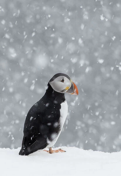 Puffin (Fratercula arctica) portrait in the snow, Norway, March