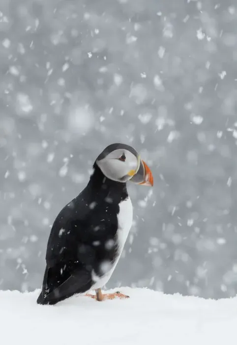 Framed Print : Puffin (Fratercula arctica) portrait in the snow, Norway, March Framed Print : Puffin (Fratercula arctica) portrait in the snow, Norway, March