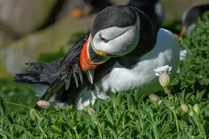 Framed Print : Puffin (Fratercula arctica) preening, Great Saltee Island, County Wexford, Republic of Ireland. June Framed Print : Puffin (Fratercula arctica) preening, Great Saltee Island, County Wexford, Republic of Ireland. June