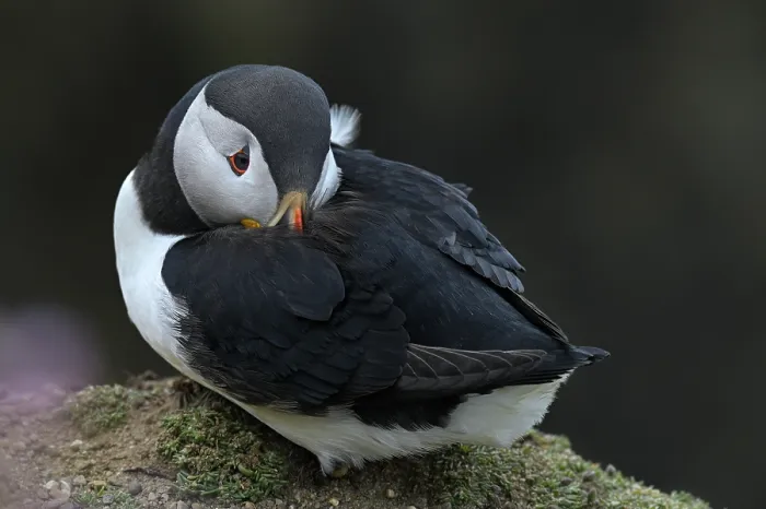 Framed Print : Puffin (Fratercula arctica) roosting on a rock, Great Saltee Island, County Wexford, Republic of Ireland. June Framed Print : Puffin (Fratercula arctica) roosting on a rock, Great Saltee Island, County Wexford, Republic of Ireland. June