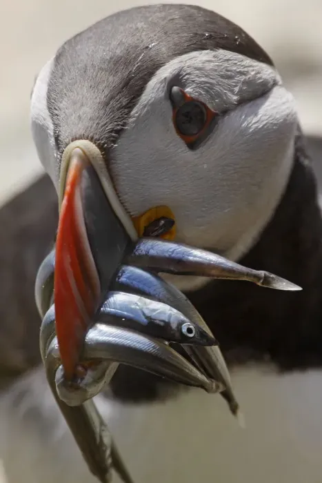 Framed Print : Puffin (Fratercula arctica) with sandeels in beak, Saltee Island, Ireland, June 2009 Framed Print : Puffin (Fratercula arctica) with sandeels in beak, Saltee Island, Ireland, June 2009