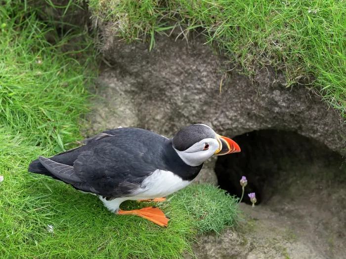 Framed Print : Puffin (Fratercula arctica) standing at burrow entrance, Noss, Shetland Islands, Scotland, UK, June Framed Print : Puffin (Fratercula arctica) standing at burrow entrance, Noss, Shetland Islands, Scotland, UK, June