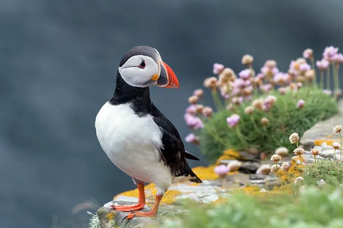 Framed Print : Puffin (Fratercula arctica) standing on cliff top with pink flowers, Noss, Shetland Islands, Scotland, UK. June Framed Print : Puffin (Fratercula arctica) standing on cliff top with pink flowers, Noss, Shetland Islands, Scotland, UK. June