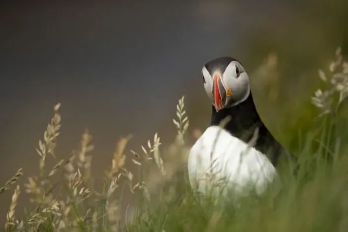 Framed Print : Puffin (Fratercula arctica) standing in grass, portrait, Shetland Islands, Scotland, UK. June Framed Print : Puffin (Fratercula arctica) standing in grass, portrait, Shetland Islands, Scotland, UK. June