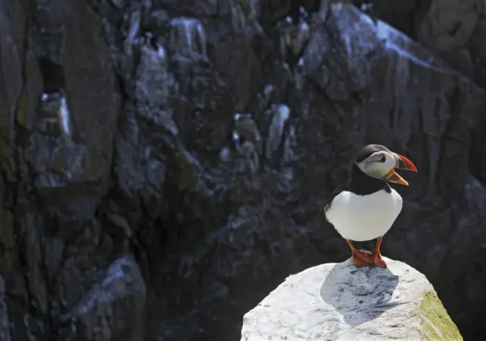 Framed Print : Puffin (Fratercula arctica) standing on rock calling, Saltee Islands, County Wexford Framed Print : Puffin (Fratercula arctica) standing on rock calling, Saltee Islands, County Wexford