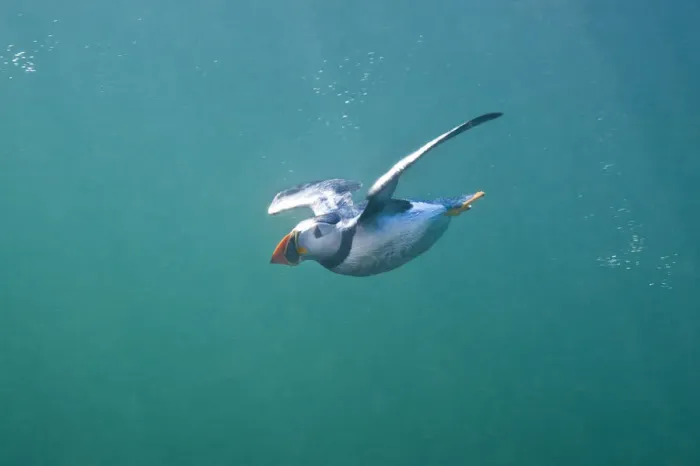 Framed Print : Puffin (Fratercula arctica) swimming underwater, Farne Islands, Northumberland, UK Framed Print : Puffin (Fratercula arctica) swimming underwater, Farne Islands, Northumberland, UK